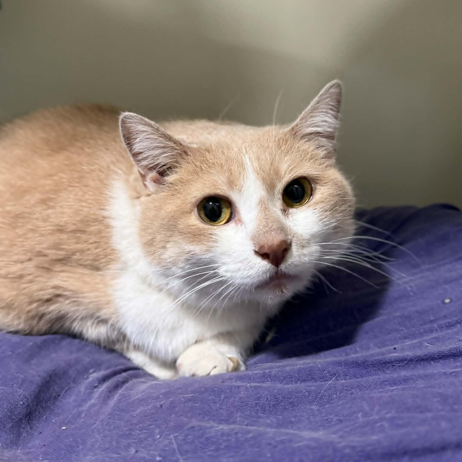 Enlarge Loaf, a ADOPTABLE mixed breed in Penn Yan, NY image 2/3