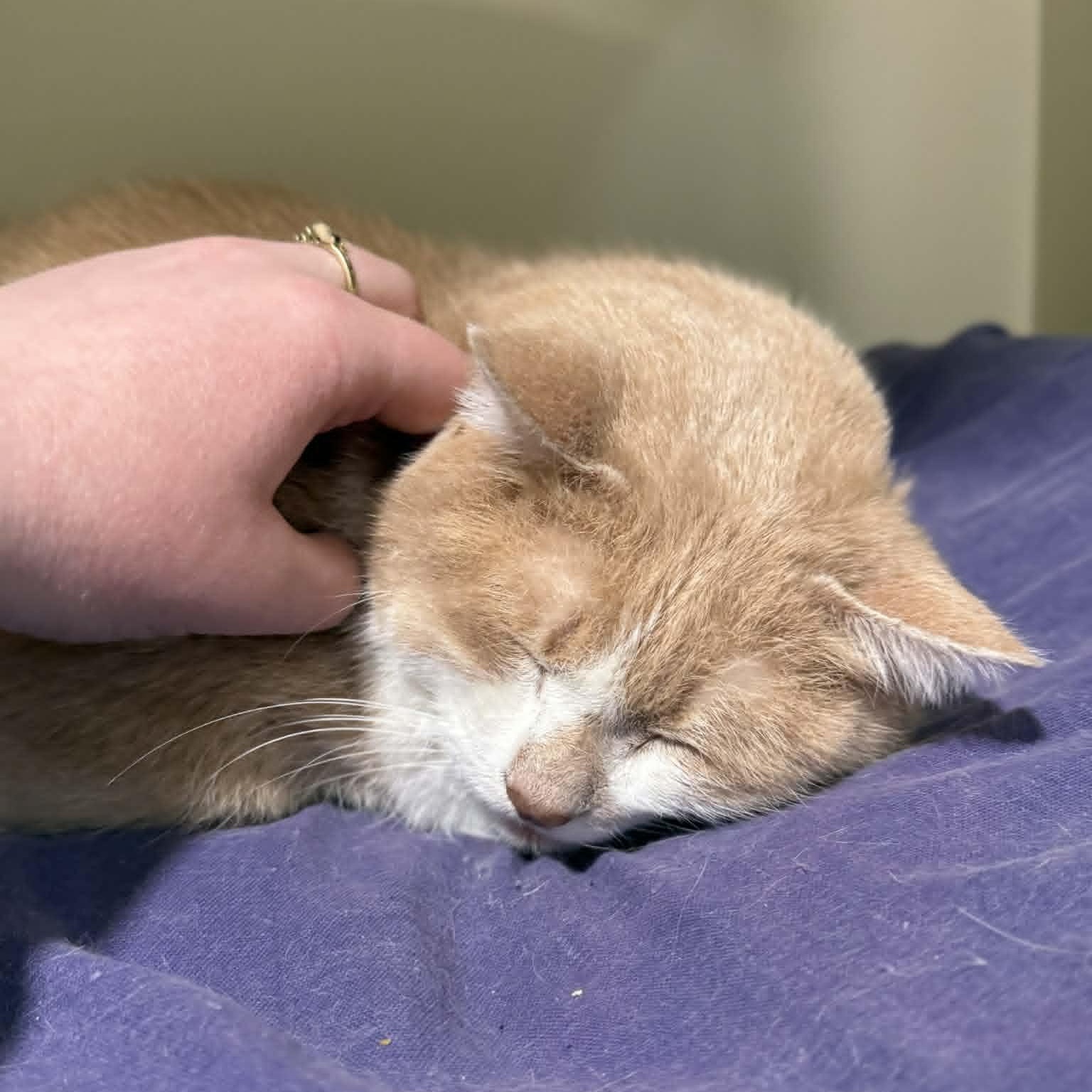 Enlarge Loaf, a ADOPTABLE mixed breed in Penn Yan, NY image 3/3