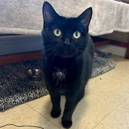 Raven, Adoptable, Senior Female Domestic Short Hair & Domestic Short Hair.