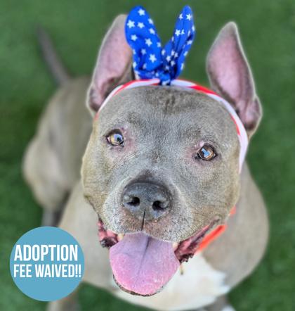 Roxy, Senior Female Pit Bull Terrier