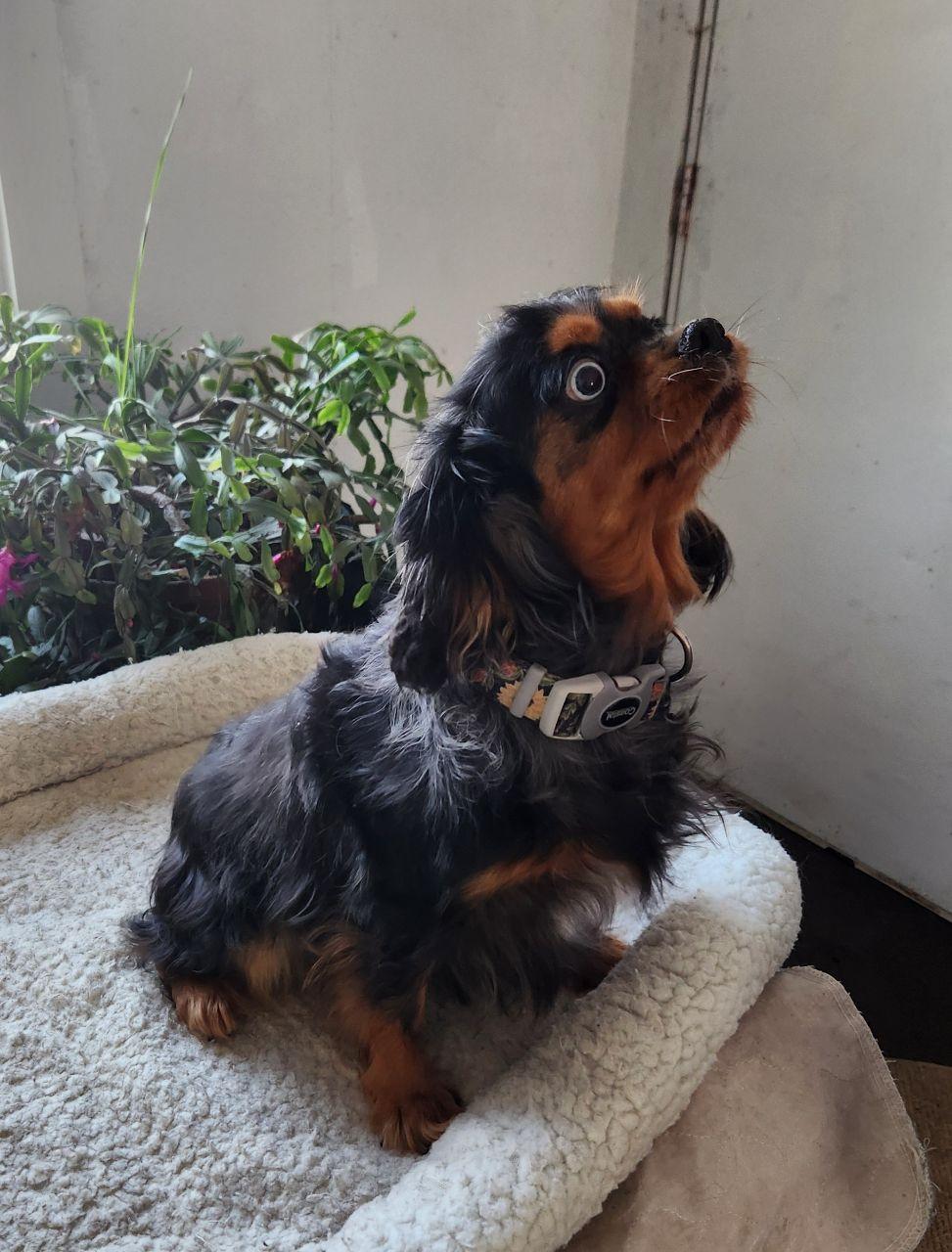 Enlarge Mindy, a ADOPTABLE Cavalier King Charles Spaniel in Trumansburg, NY image 2/2