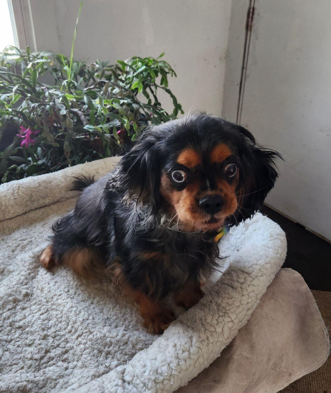 Mindy, ADOPTABLE, Adult Female Cavalier King Charles Spaniel.