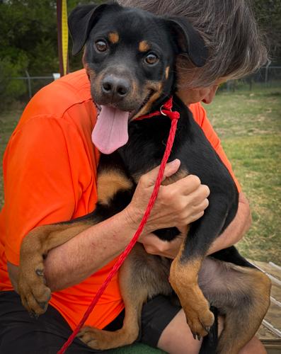 #202.26, ADOPTABLE, Young Female Shepherd.