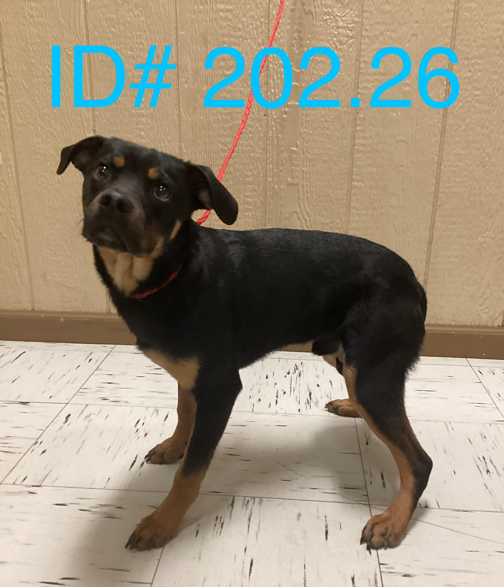 Enlarge #202.26, a ADOPTABLE mixed breed in Kerrville, TX image 4/4