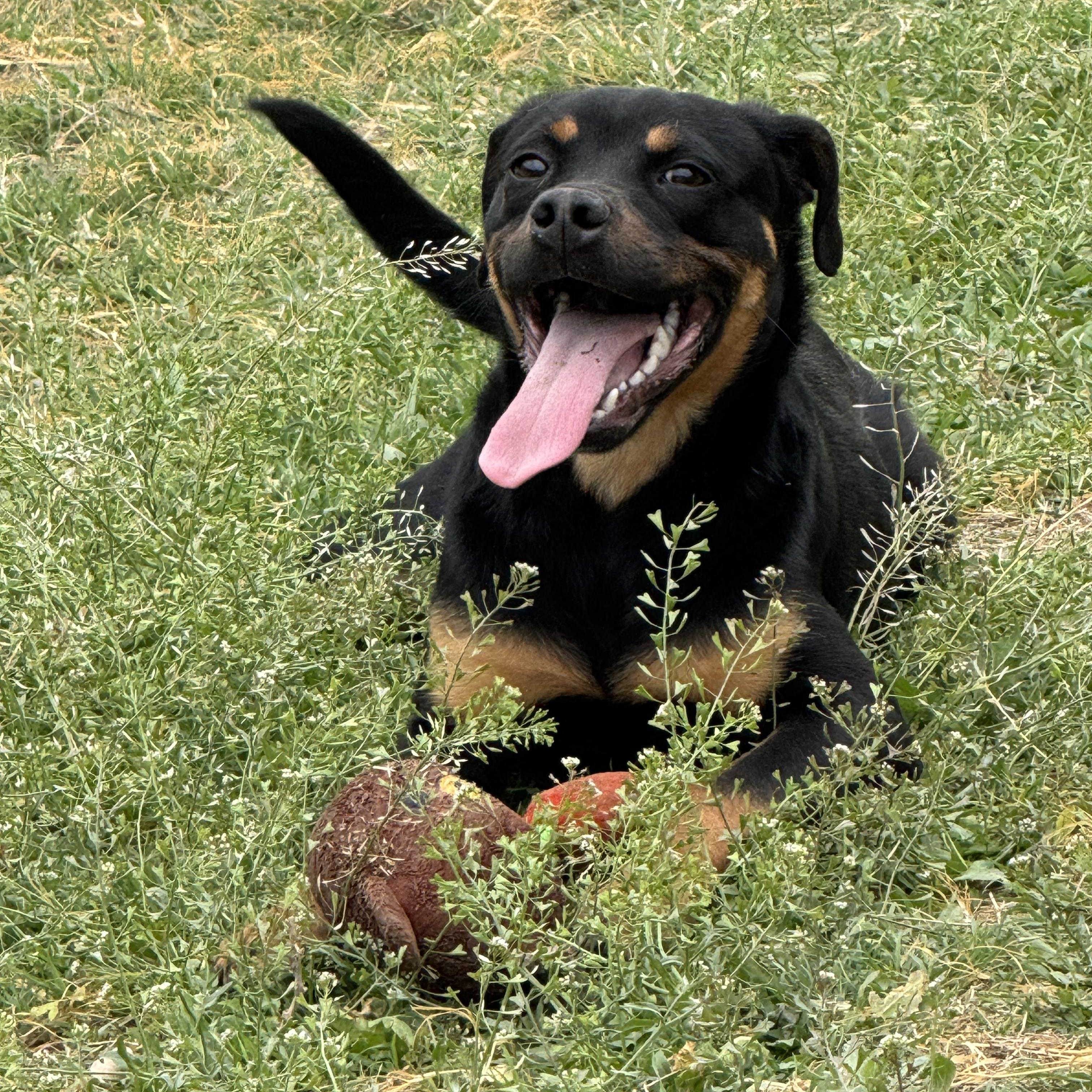 Enlarge #202.26, a ADOPTABLE mixed breed in Kerrville, TX image 2/4