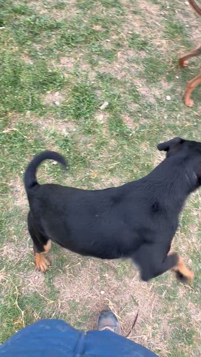 Enlarge #202.26, a ADOPTABLE mixed breed in Kerrville, TX video 3/4