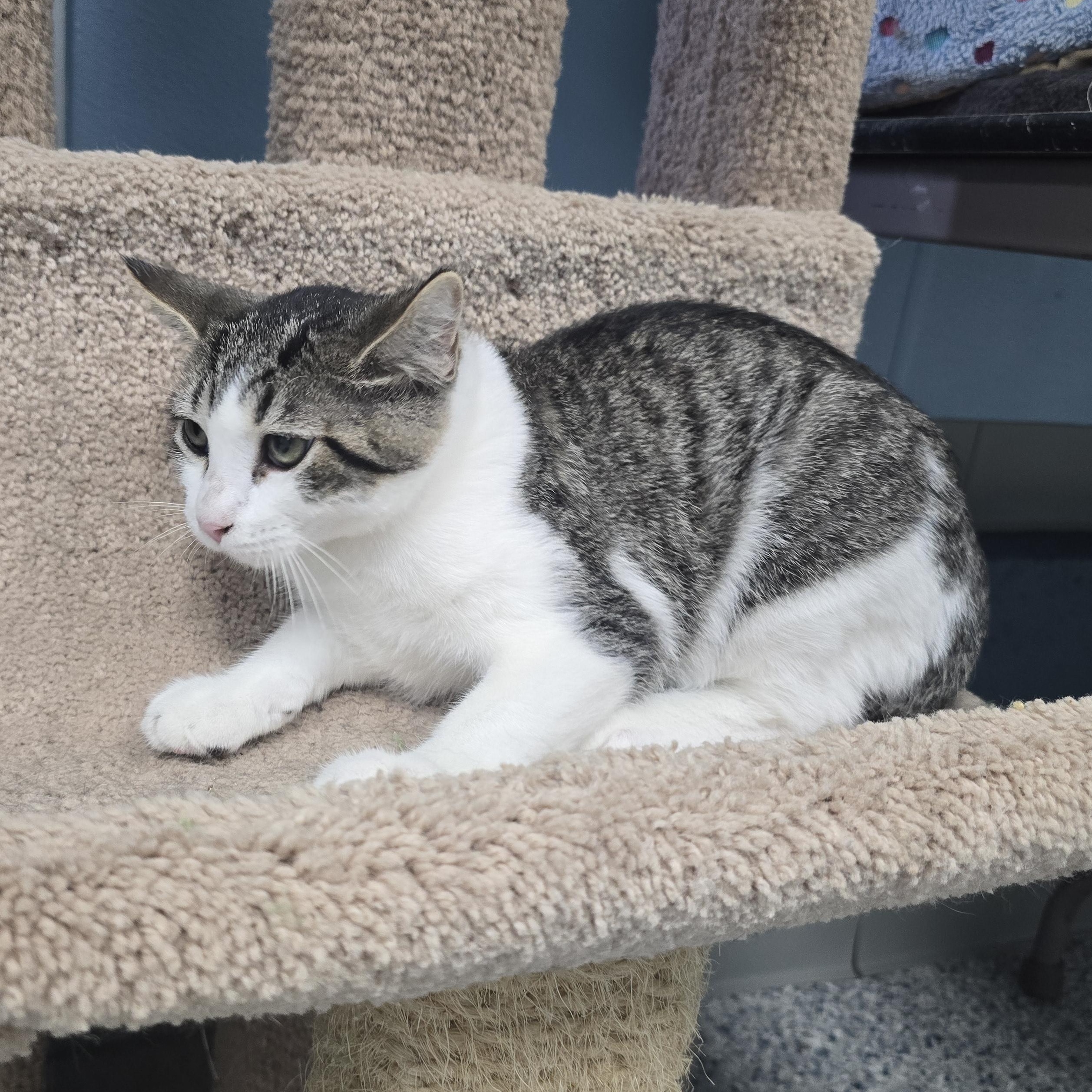 Enlarge Cola, a Adoptable Domestic Short Hair in Farmington, MO image 1/1