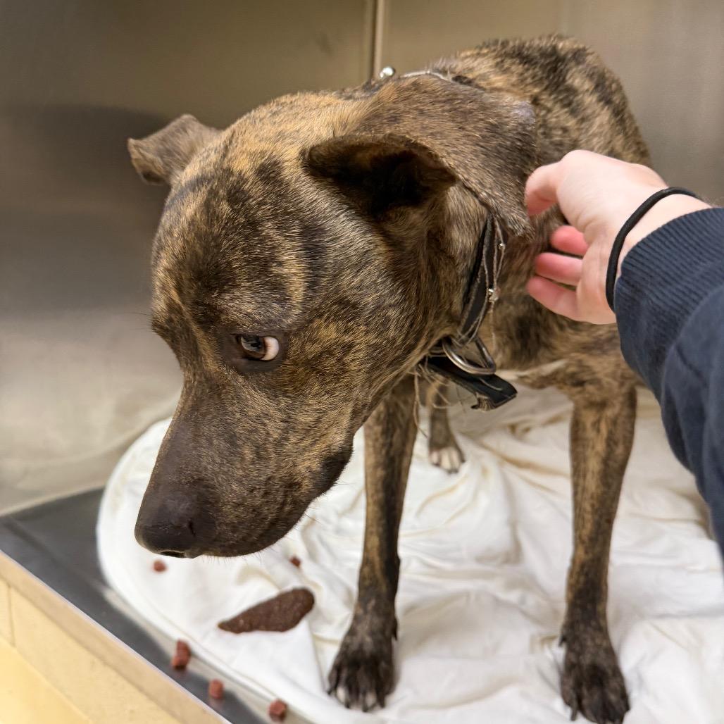 Lucy, Adoptable, Adult Female Mixed Breed.