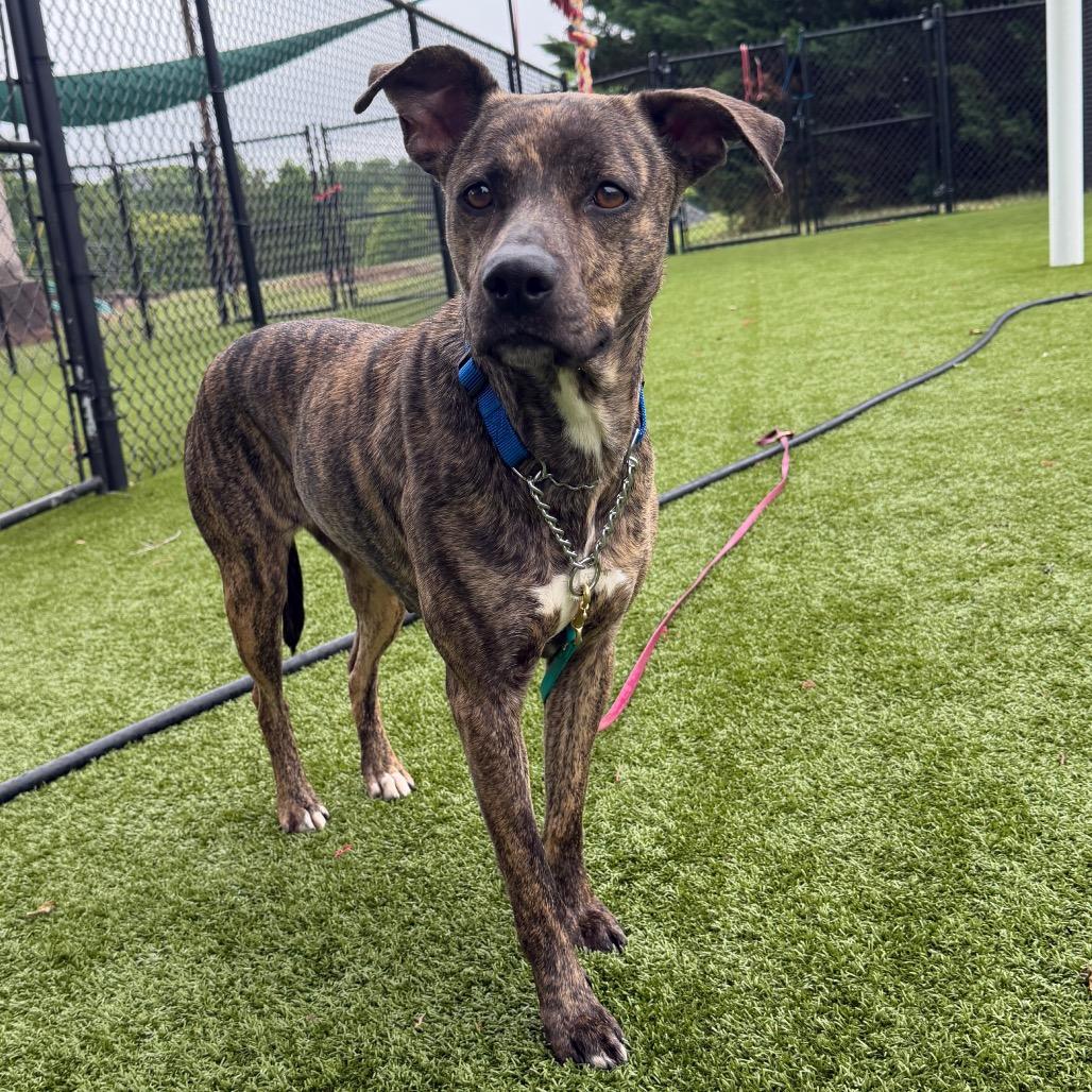 Enlarge Lucy, a Adoptable Mixed Breed in Winston-Salem, NC image 2/3