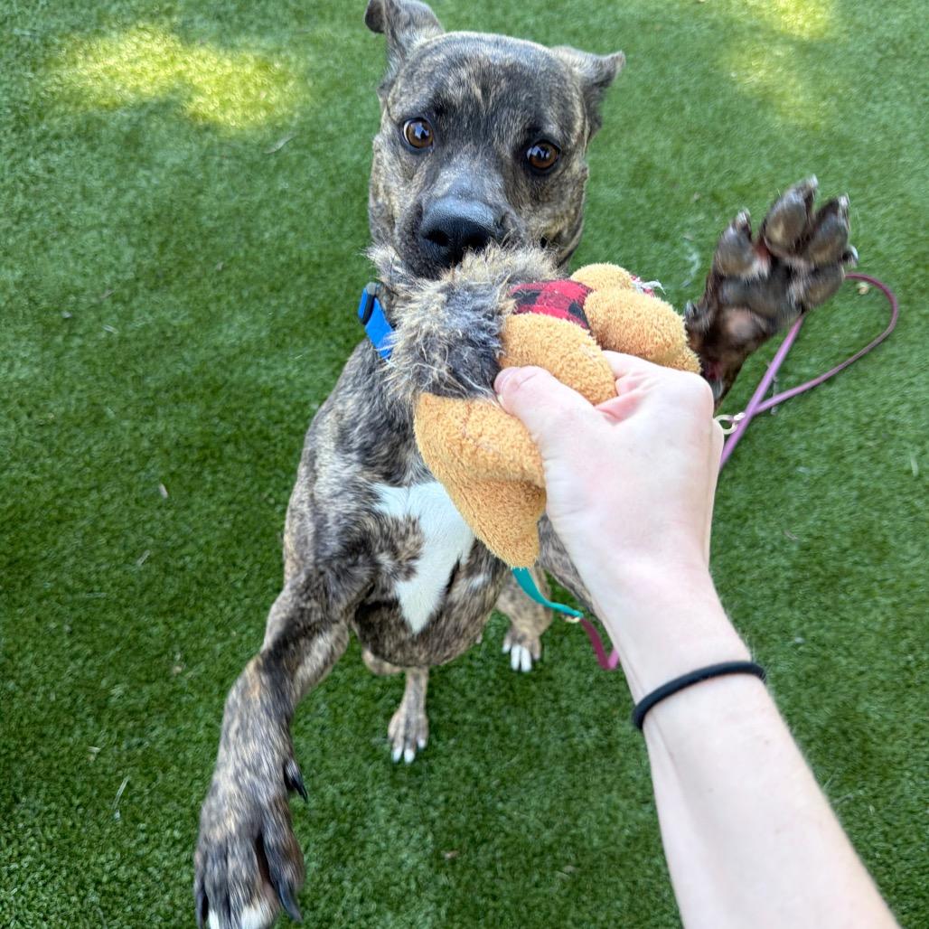 Enlarge Lucy, a Adoptable Mixed Breed in Winston-Salem, NC image 3/3