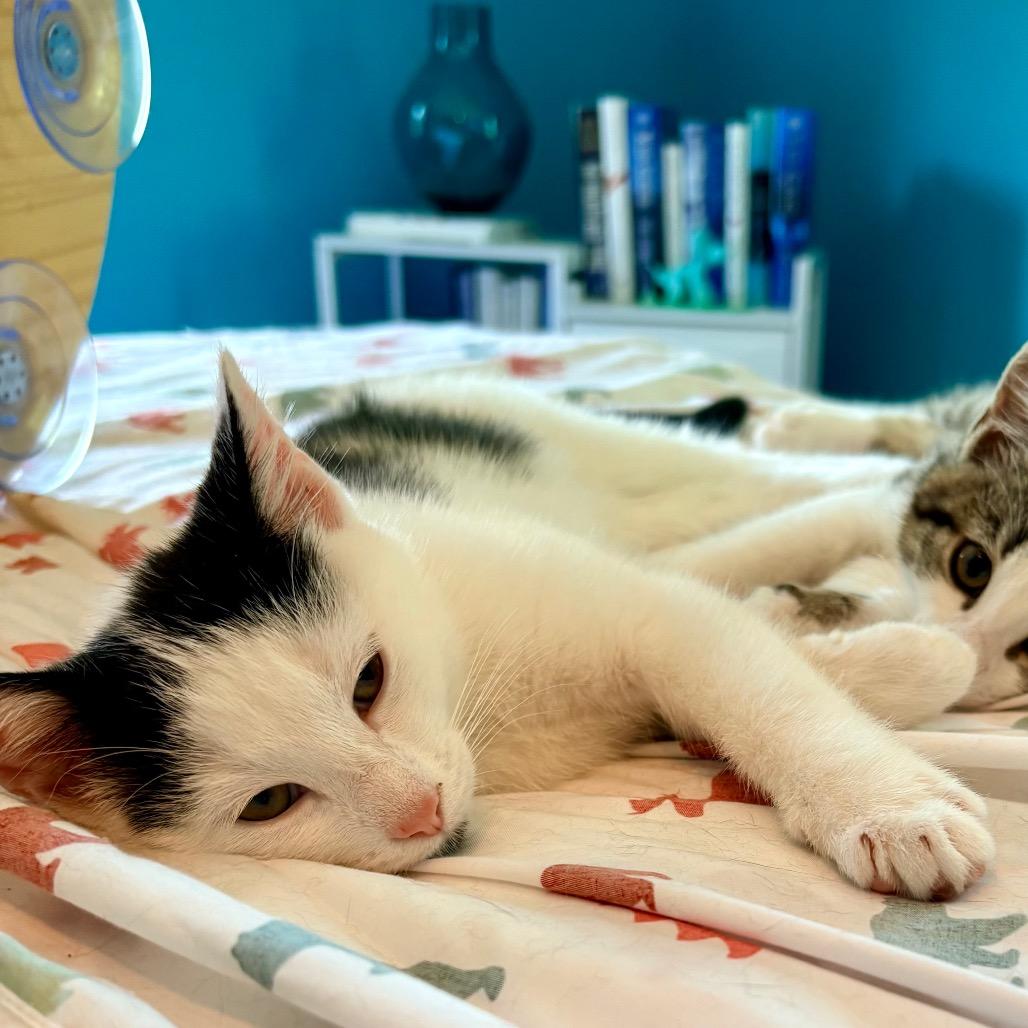 Rorschach, Adoptable, Kitten Female Domestic Short Hair.