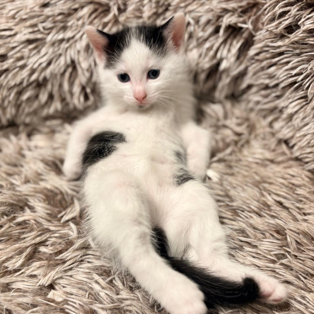 Rorschach, a Adoptable Domestic Short Hair in Wakefield, MA image 3/6