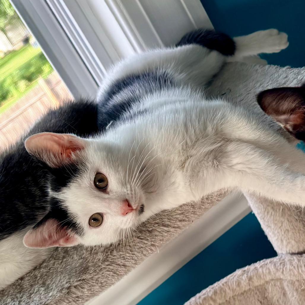 Rorschach, a Adoptable Domestic Short Hair in Wakefield, MA image 4/6