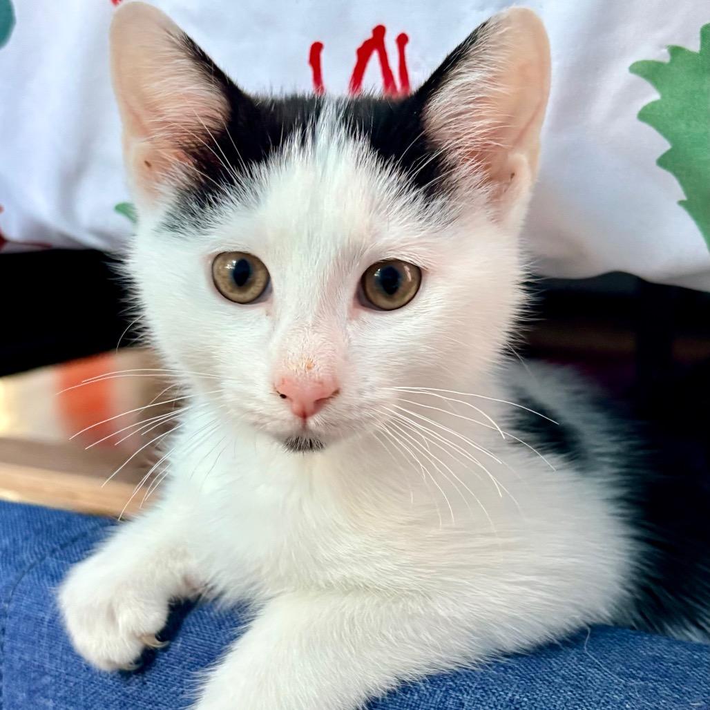 Rorschach, a Adoptable Domestic Short Hair in Wakefield, MA image 6/6
