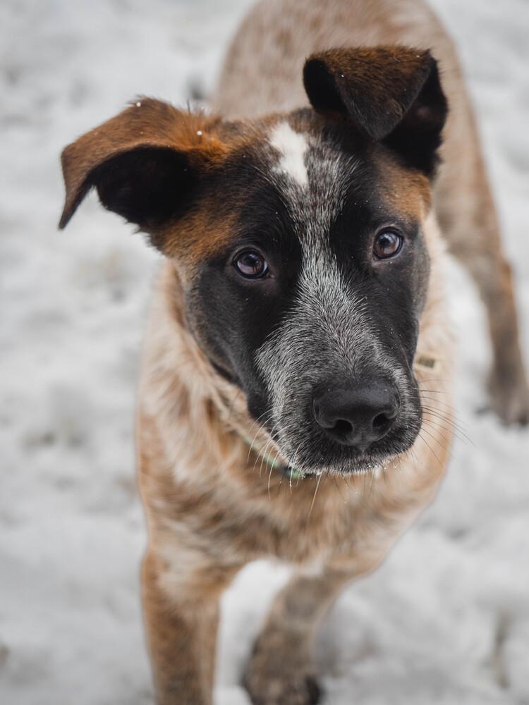 Jambalaya - 25317, Adoptable, Puppy Male Australian Cattle Dog / Blue Heeler & Anatolian Shepherd.