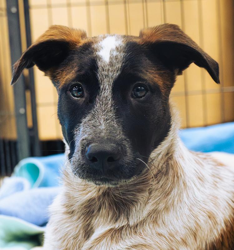 Enlarge Jambalaya - 25317, a Adoptable mixed breed in Armonk, NY image 1/4