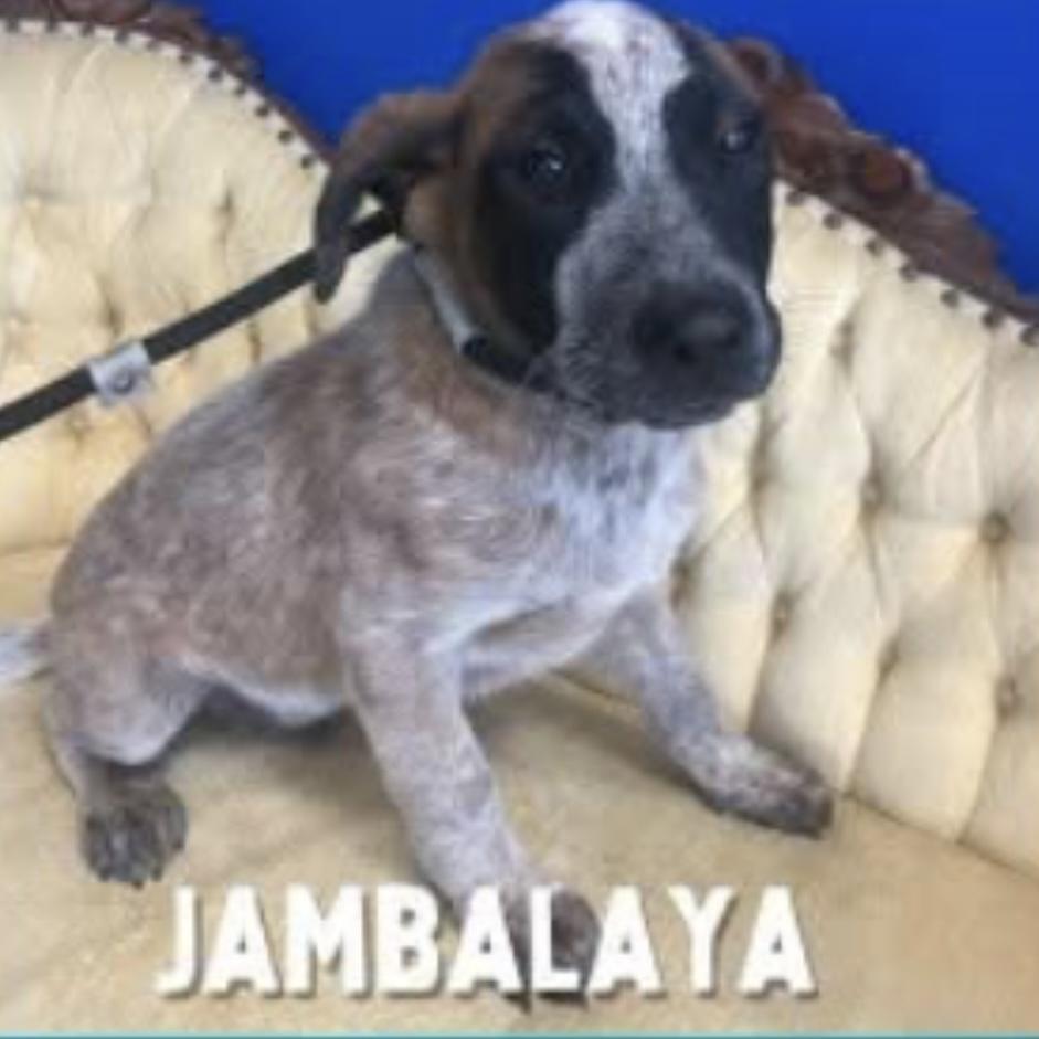 Enlarge Jambalaya - 25317, a Adoptable mixed breed in Armonk, NY image 2/4