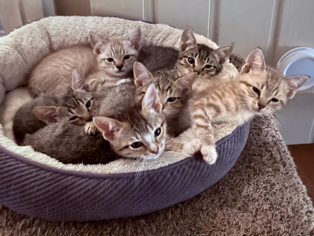 Ross (blue), Adoptable, Young Male Domestic Short Hair.