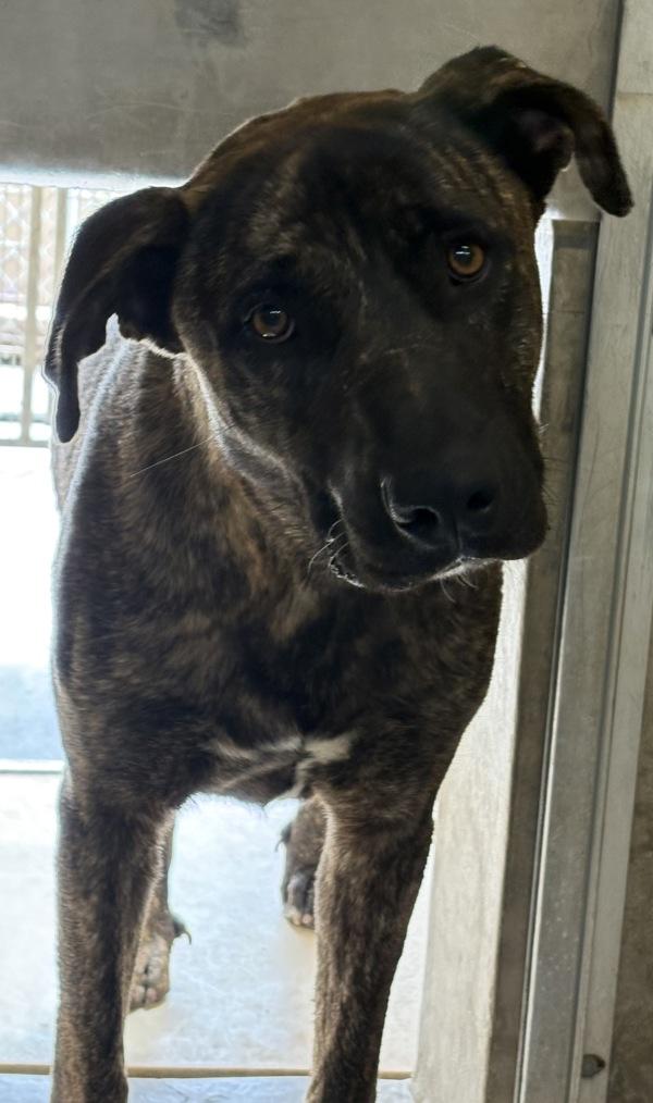 Enlarge Whisky, a Adoptable mixed breed in Rio Rancho, NM image 1/1