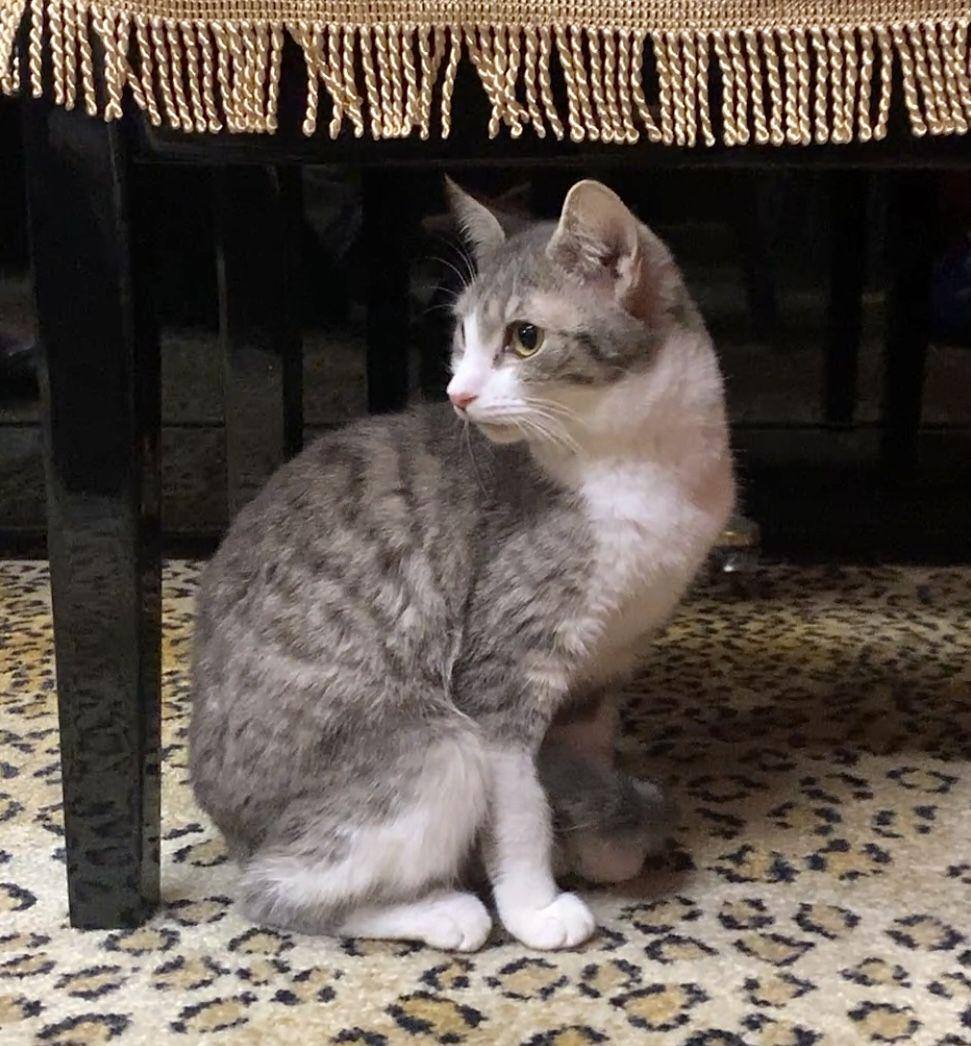 Midge – Your Future Best Friend, the Adorable Tabby, Adoptable, Young Female Tabby.