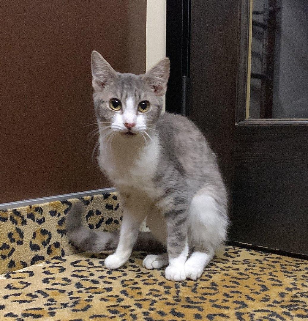 Midge – Your Future Best Friend, the Adorable Tabby