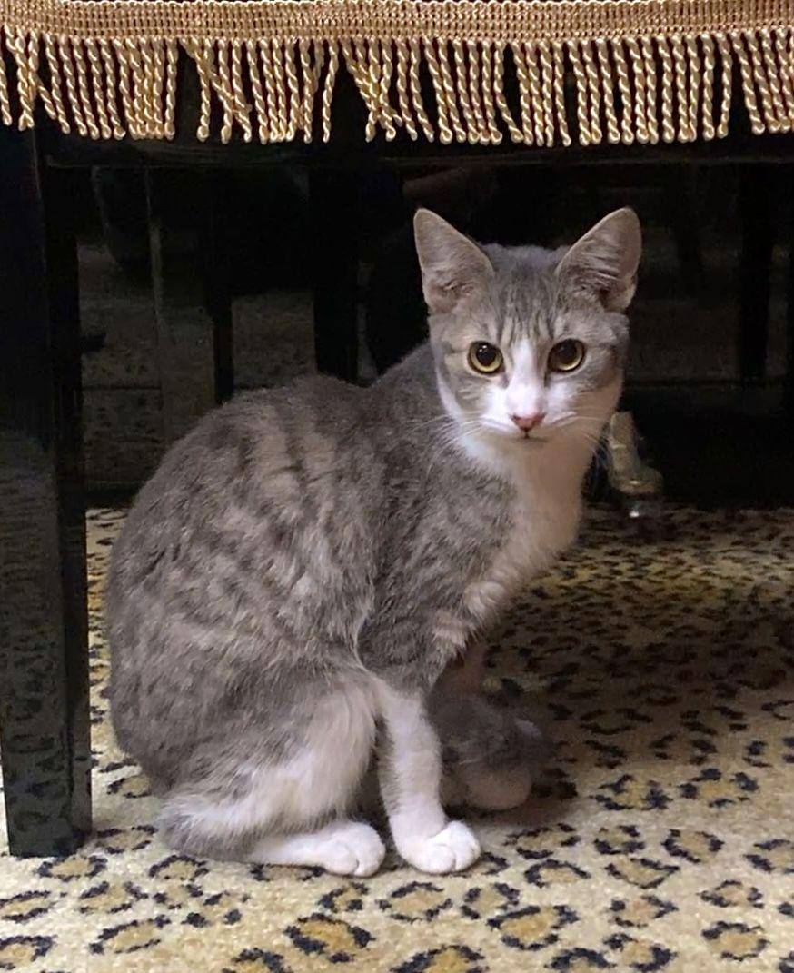 Midge – Your Future Best Friend, the Adorable Tabby