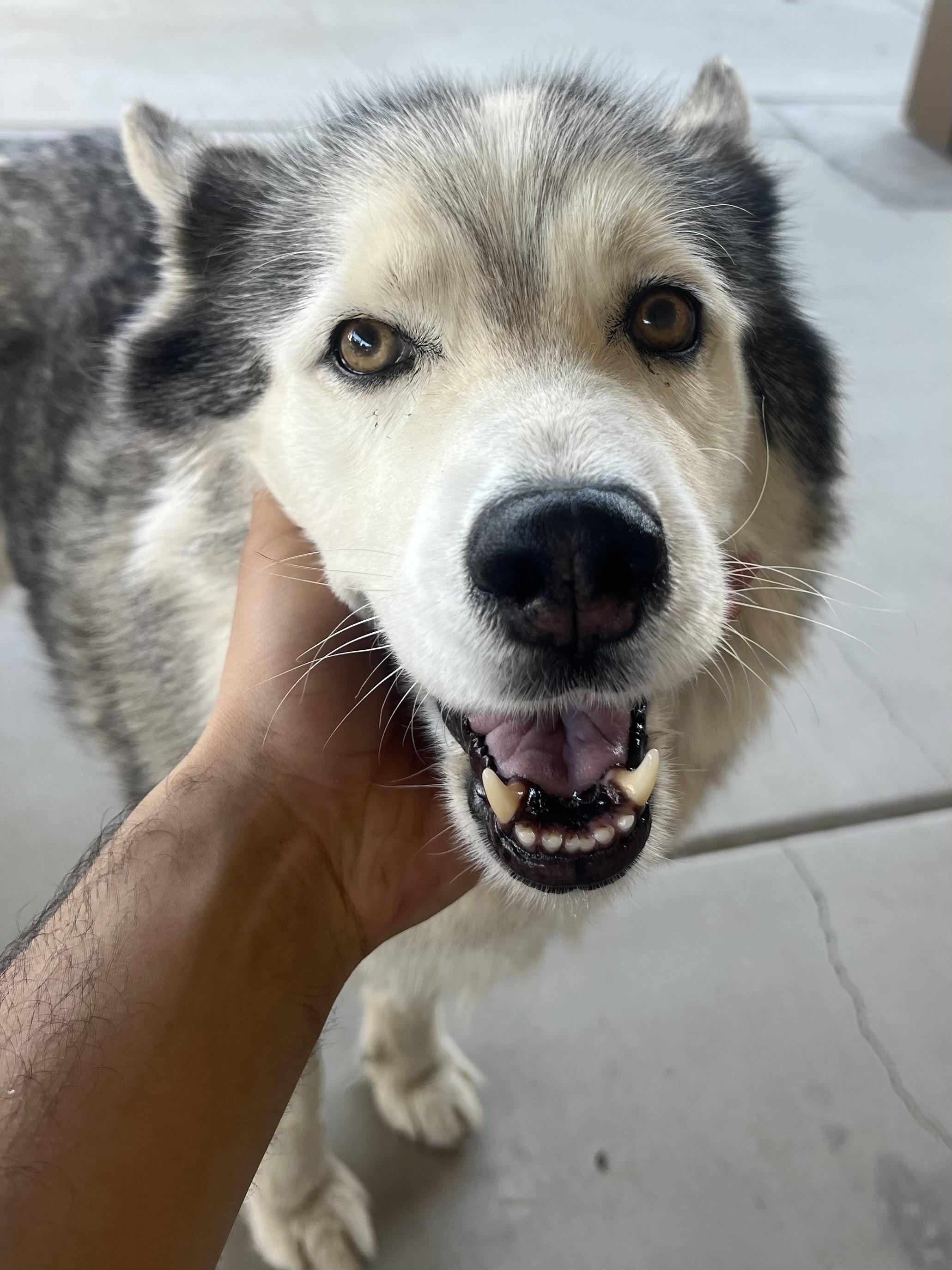 Lexi, Adoptable, Adult Female Siberian Husky.