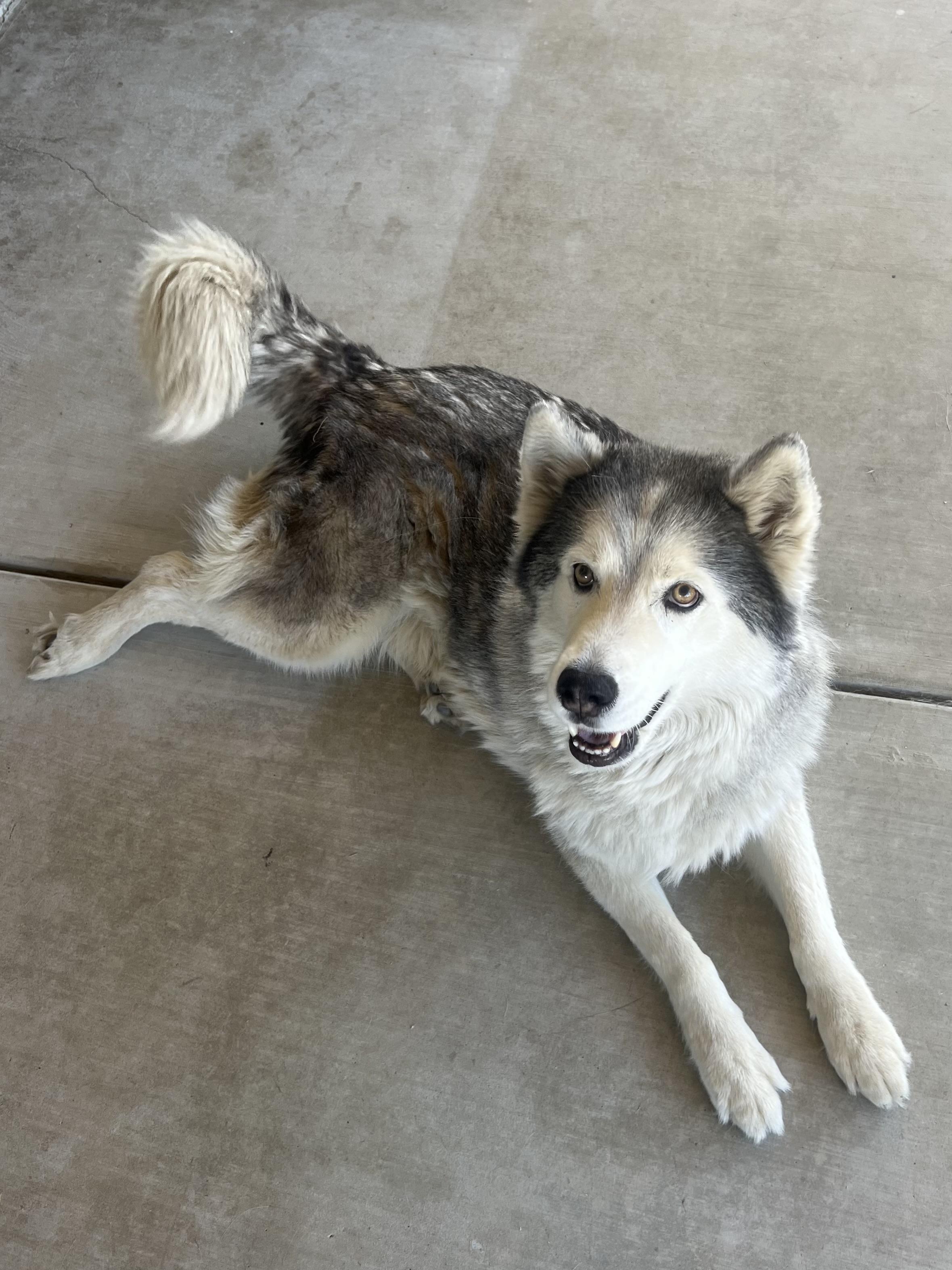 Lexi, a Adoptable Siberian Husky in Menifee, CA image 3/6