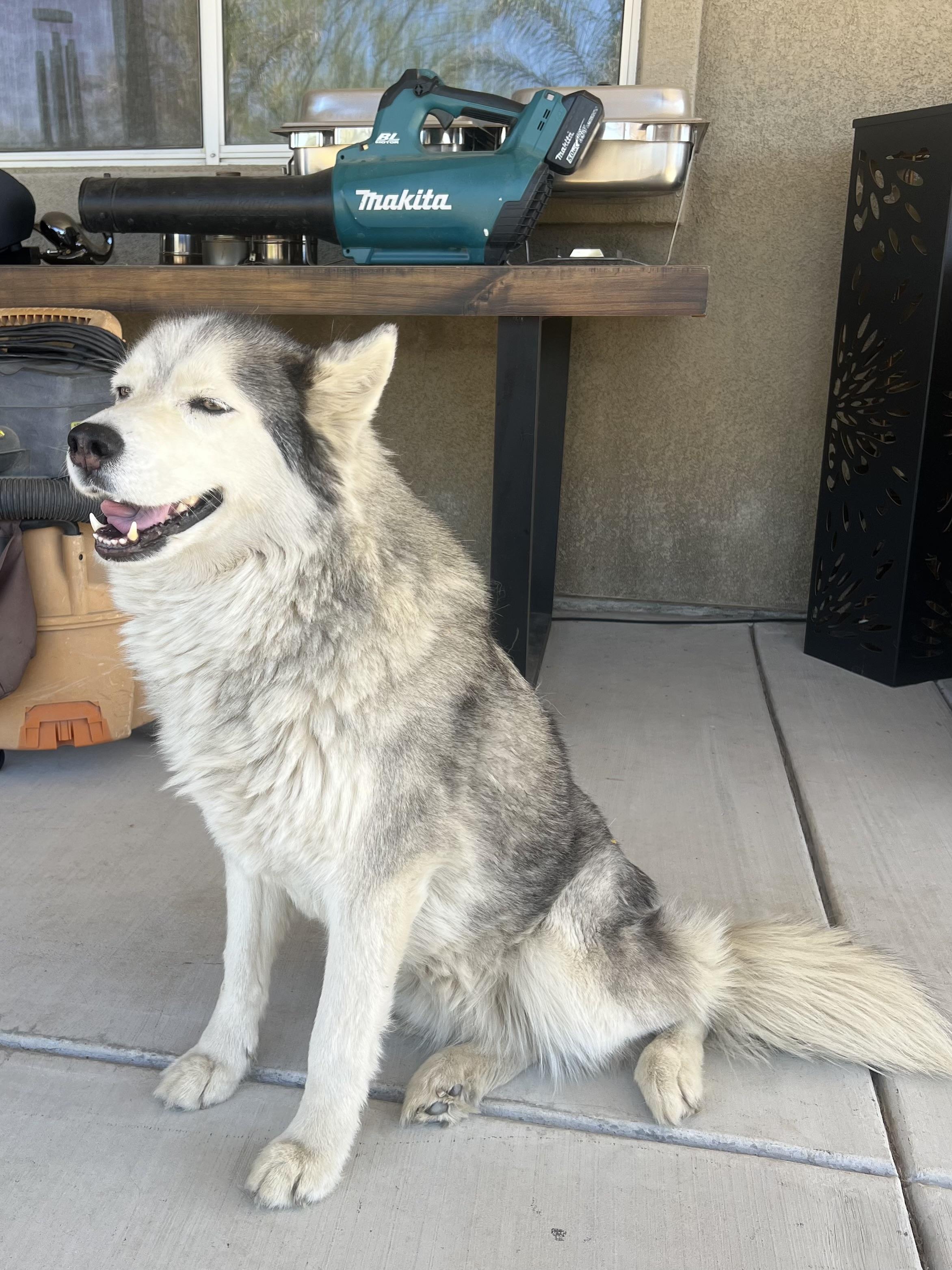 Lexi, a Adoptable Siberian Husky in Menifee, CA image 4/6
