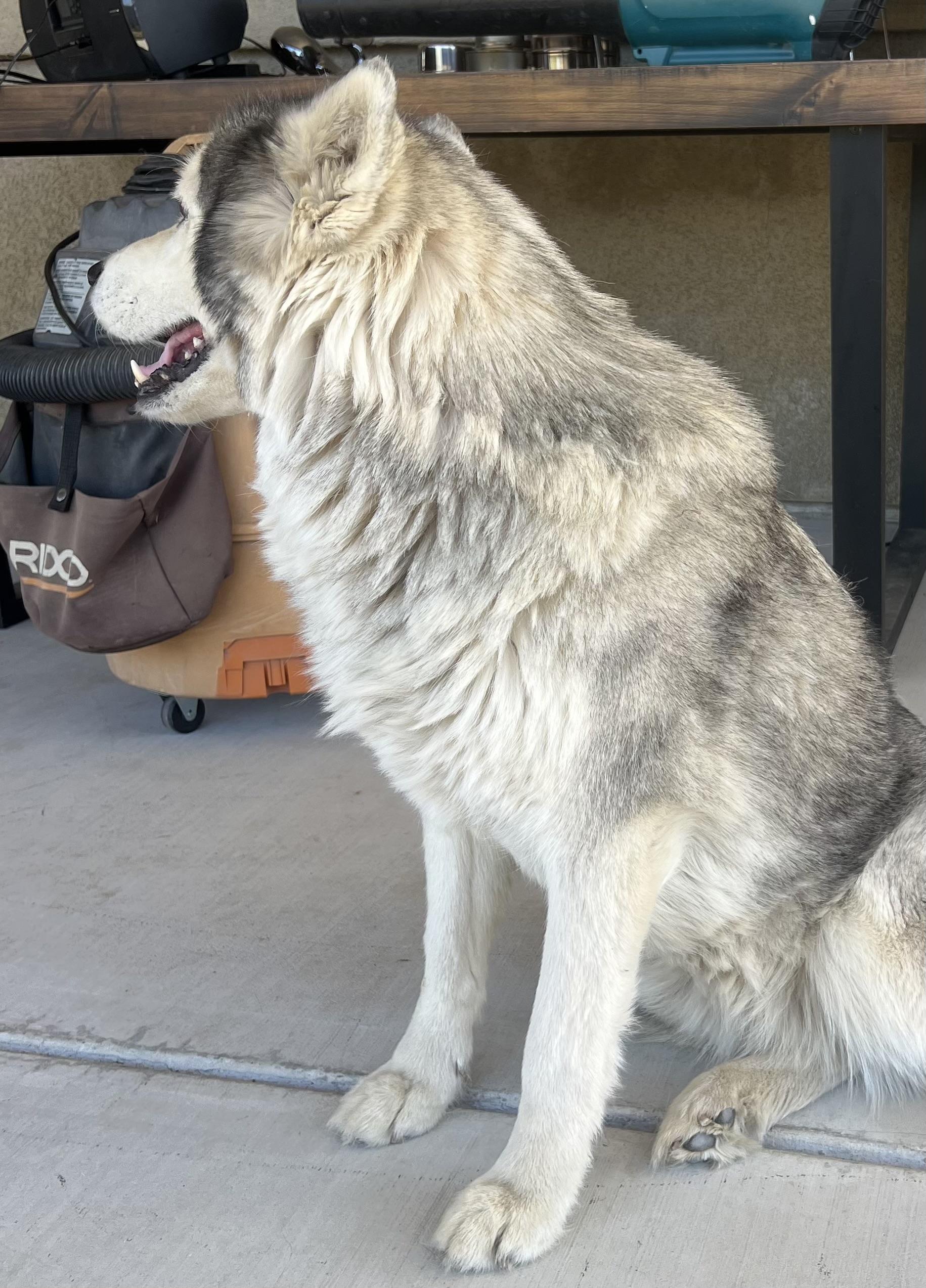 Lexi, a Adoptable Siberian Husky in Menifee, CA image 5/6