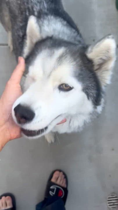 Enlarge Lexi, a Adoptable Siberian Husky in Menifee, CA video 6/6