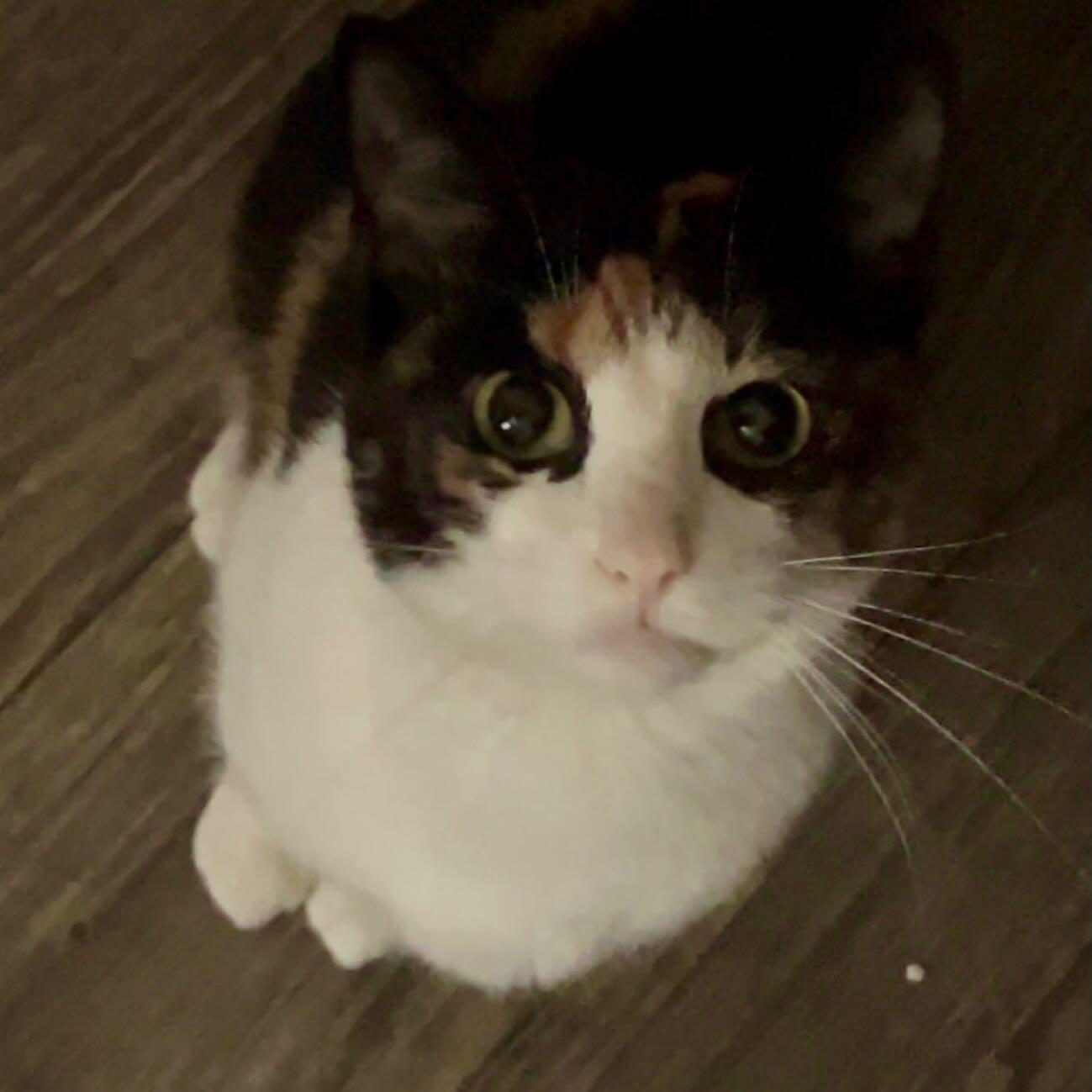 Enlarge Mocha, a ADOPTABLE Calico in Raleigh, NC image 2/4