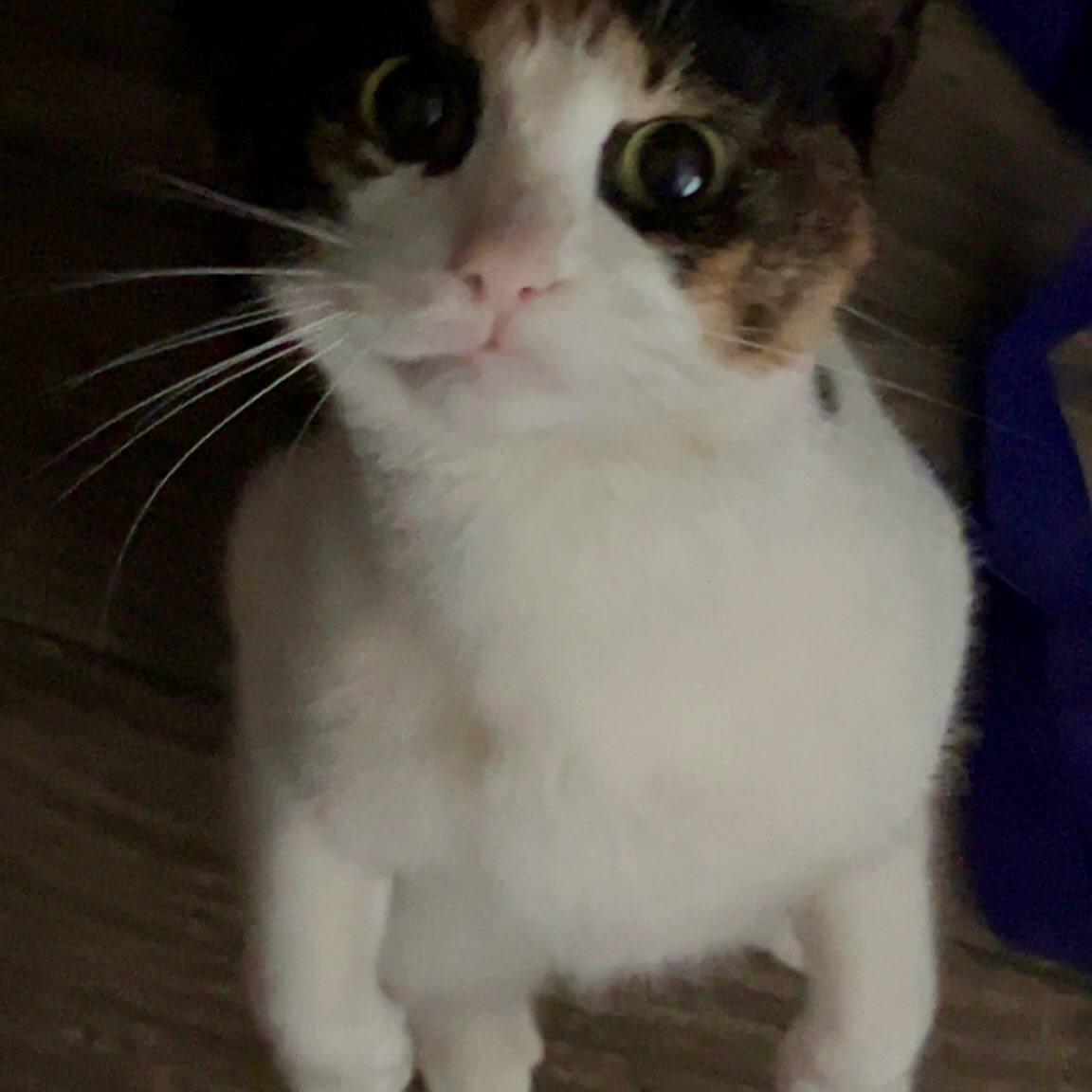 Enlarge Mocha, a ADOPTABLE Calico in Raleigh, NC image 4/4