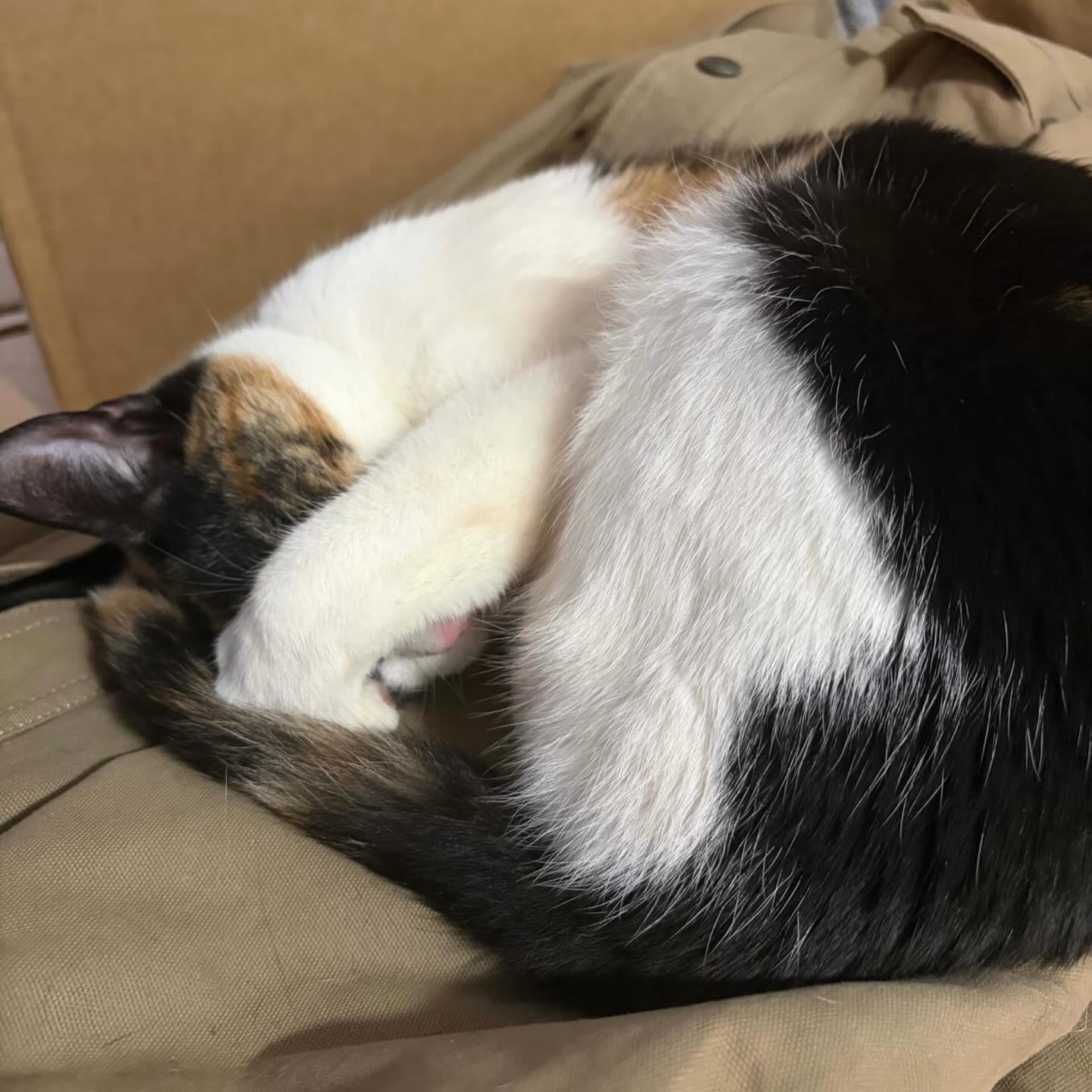 Enlarge Mocha, a ADOPTABLE Calico in Raleigh, NC image 3/4