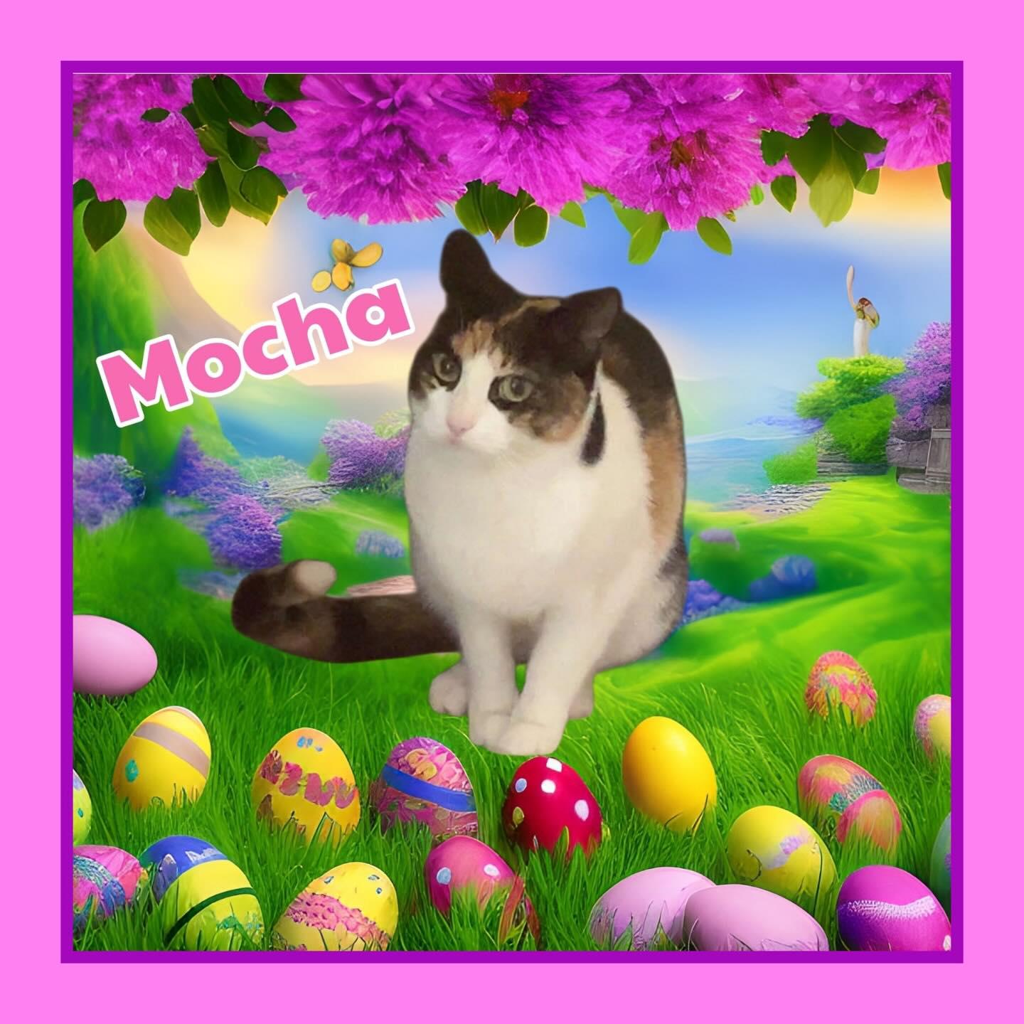 Mocha, ADOPTABLE, Adult Female Calico.