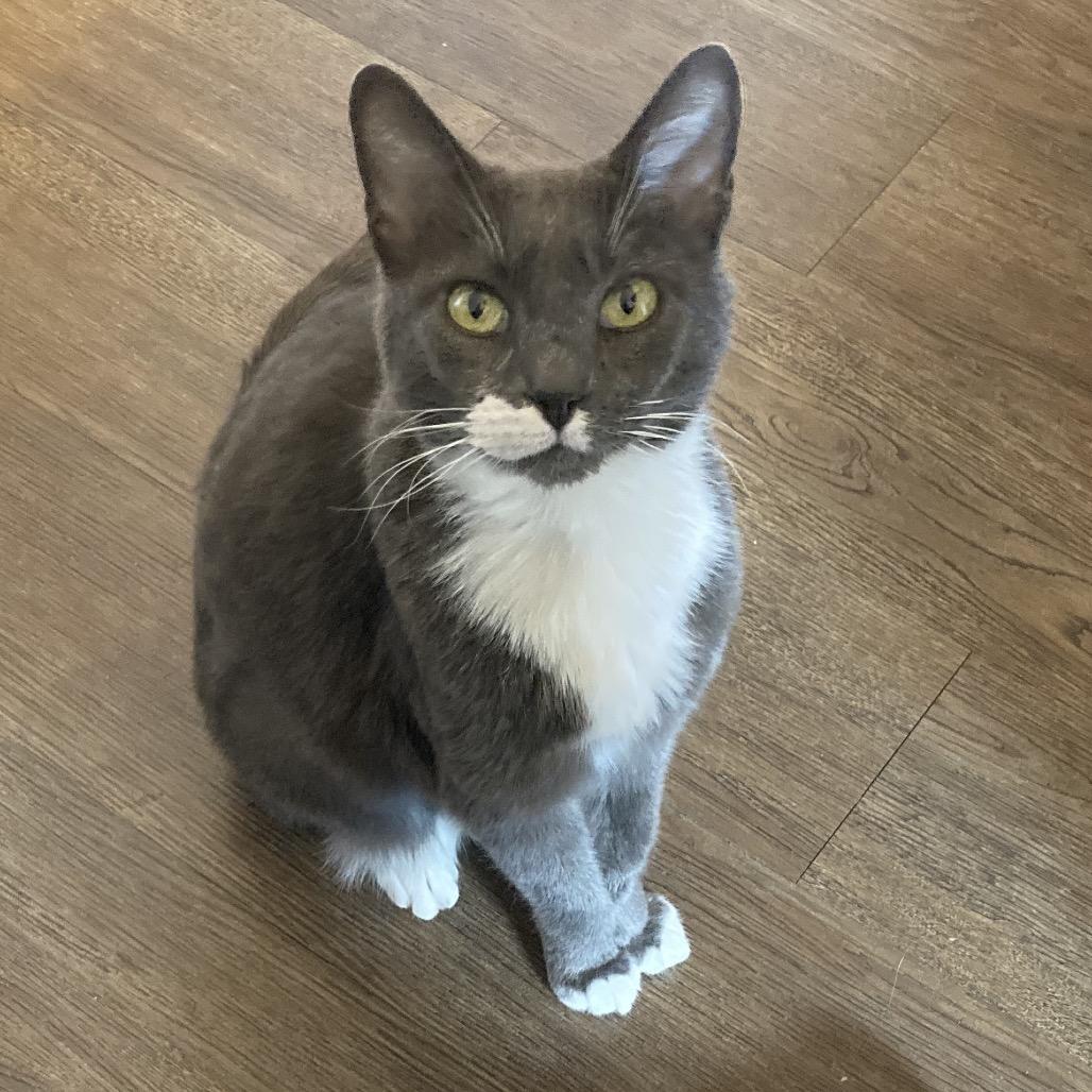 Panthea, Adoptable, Senior Female Domestic Short Hair.