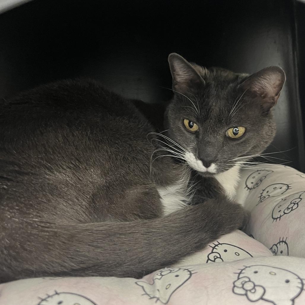 Panthea, Adoptable, Senior Female Domestic Short Hair.
