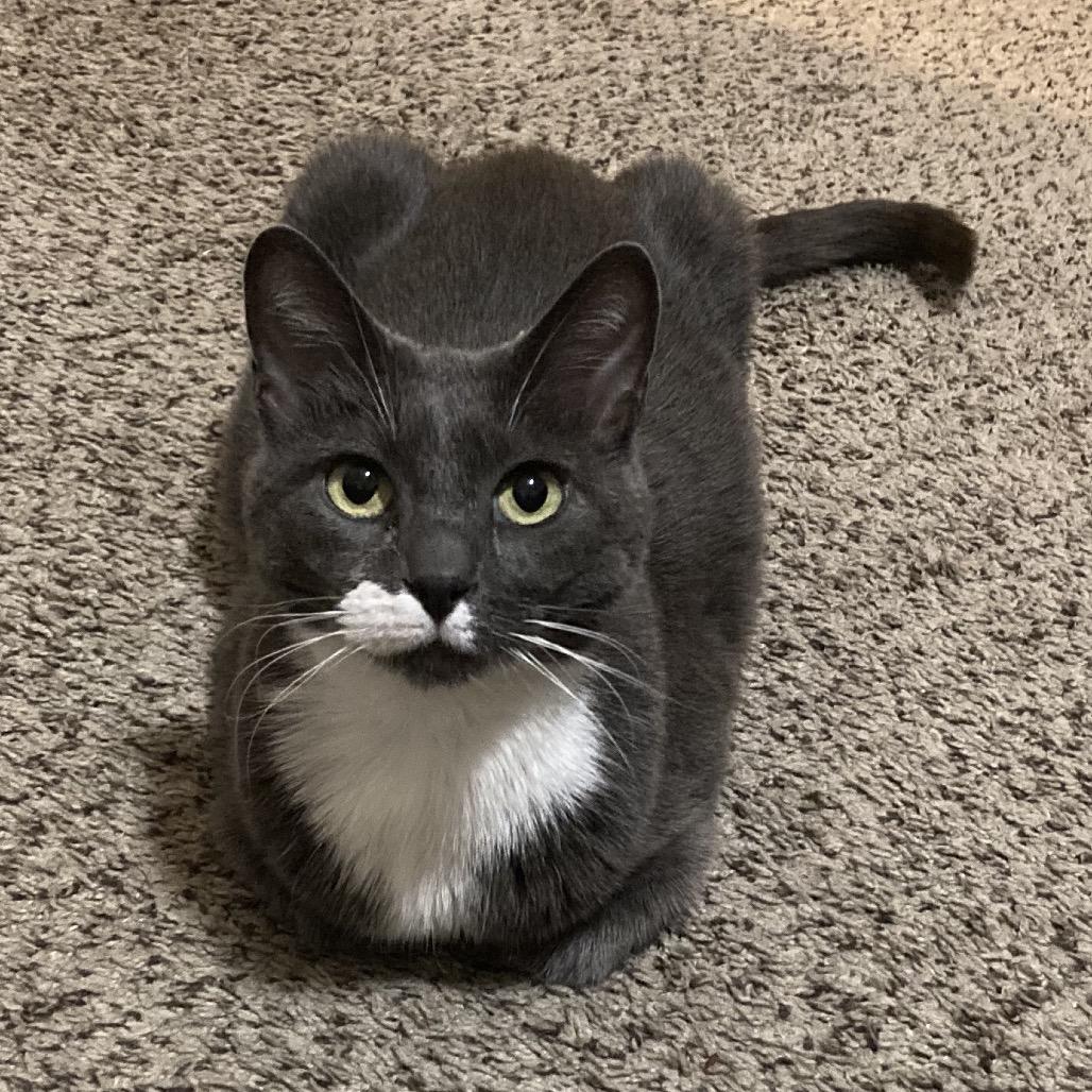 Enlarge Panthea, a Adoptable Domestic Short Hair in Nashville, TN image 2/6