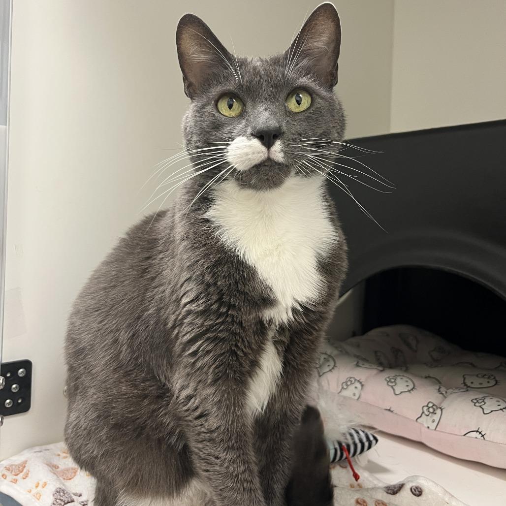 Enlarge Panthea, a Adoptable Domestic Short Hair in Nashville, TN image 2/6