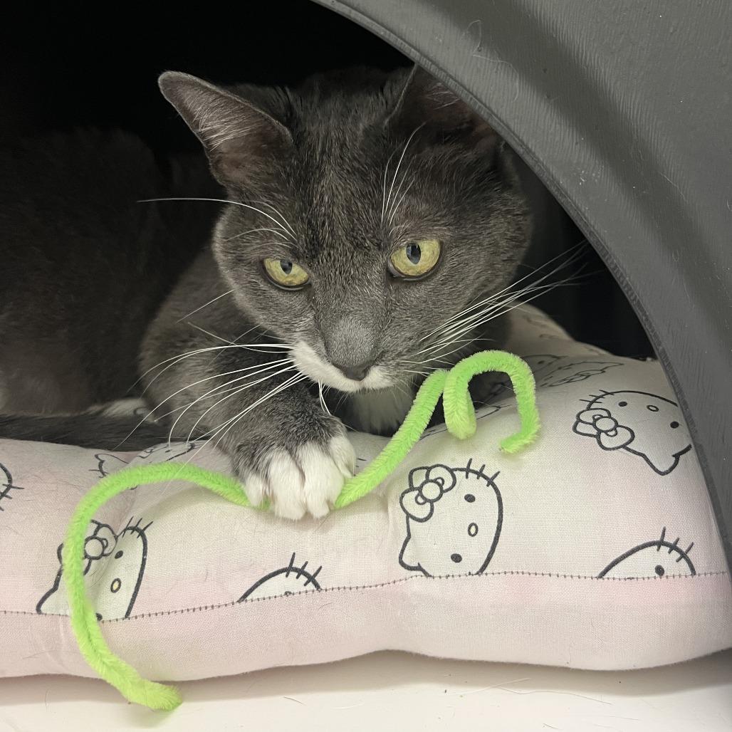 Enlarge Panthea, a Adoptable Domestic Short Hair in Nashville, TN image 3/6