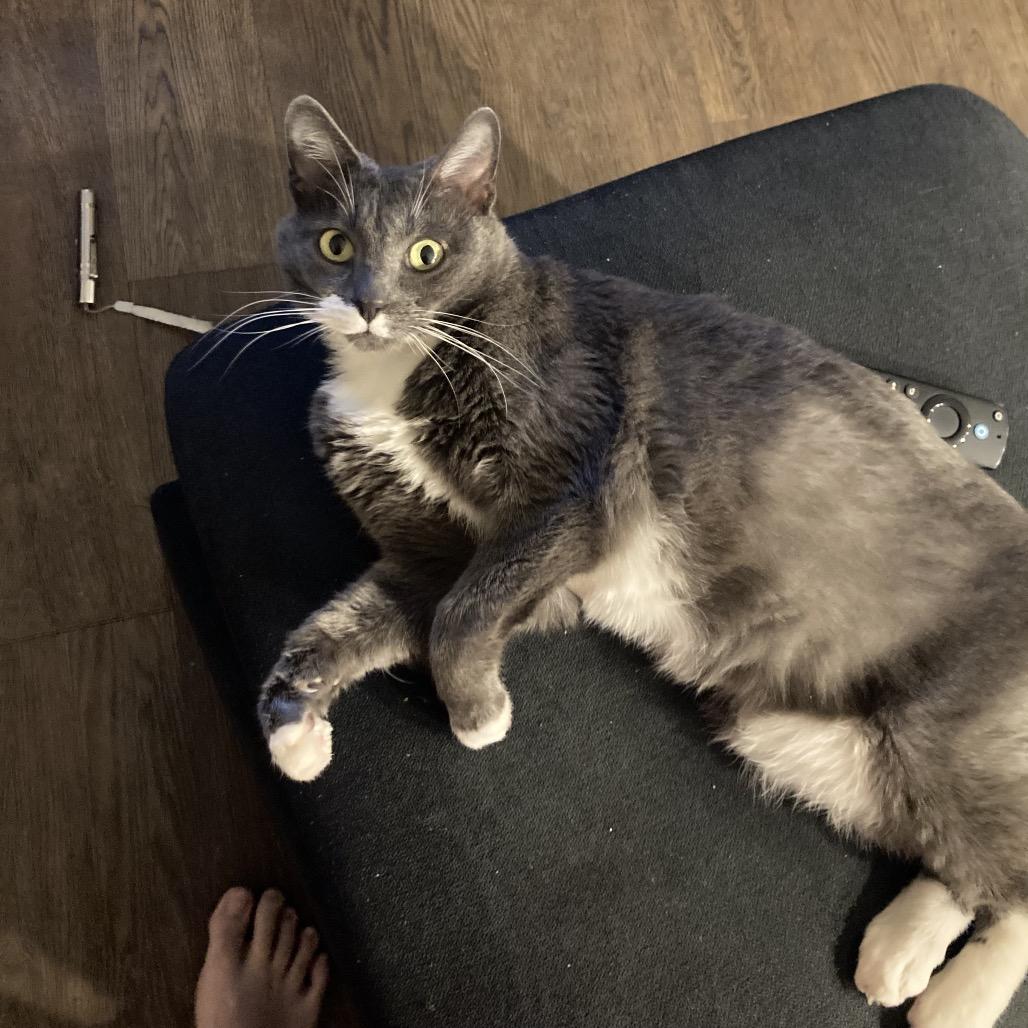 Enlarge Panthea, a Adoptable Domestic Short Hair in Nashville, TN image 4/6