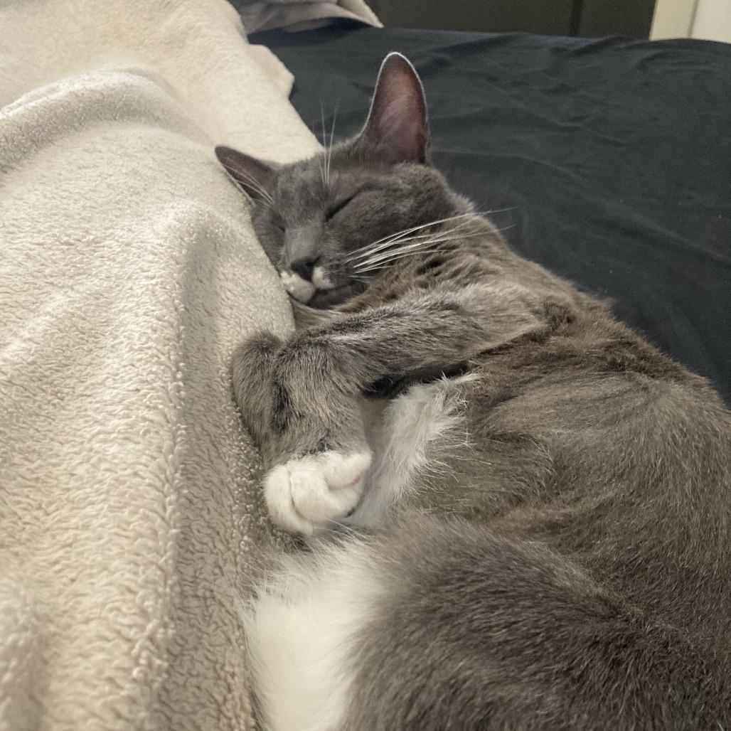 Enlarge Panthea, a Adoptable Domestic Short Hair in Nashville, TN image 5/6