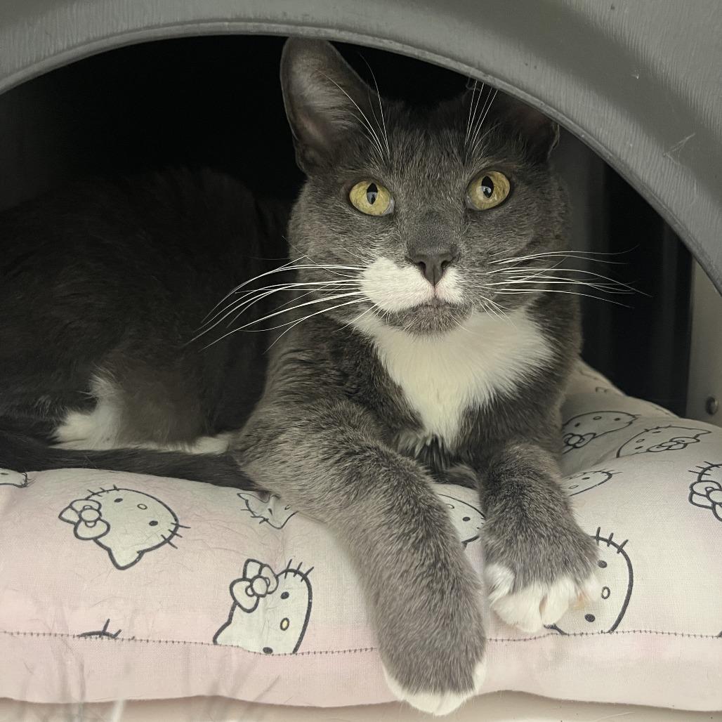 Enlarge Panthea, a Adoptable Domestic Short Hair in Nashville, TN image 5/6
