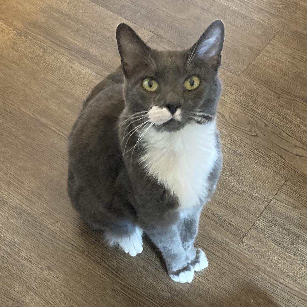 Enlarge Panthea, a Adoptable Domestic Short Hair in Nashville, TN image 6/6