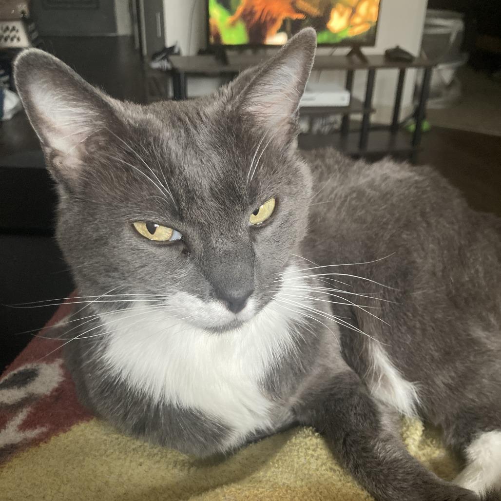 Enlarge Panthea, a Adoptable Domestic Short Hair in Nashville, TN image 6/6