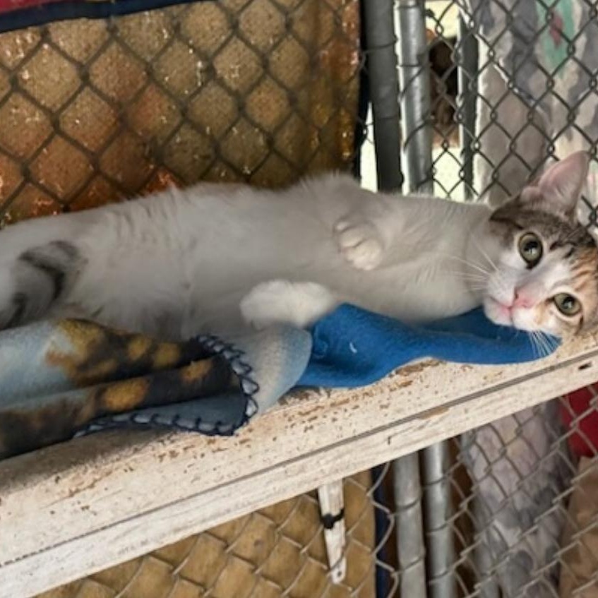 Michelle, adopted, Young Female Domestic Short Hair.