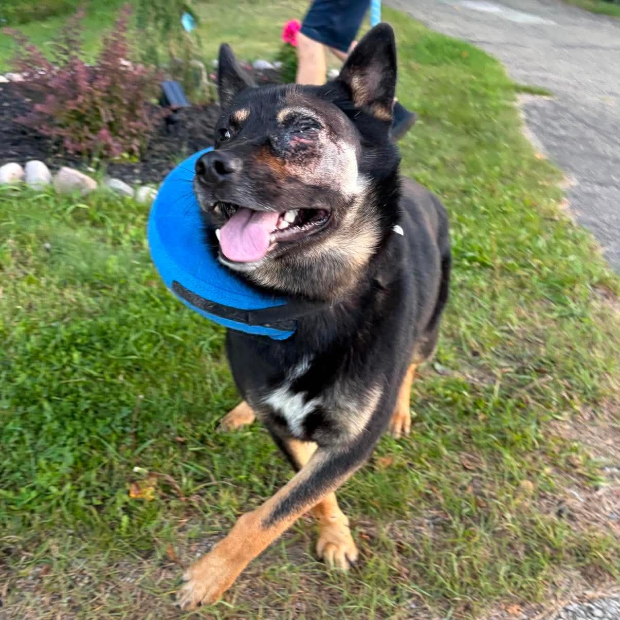 Ducky, Adoptable, Young Male German Shepherd Dog.