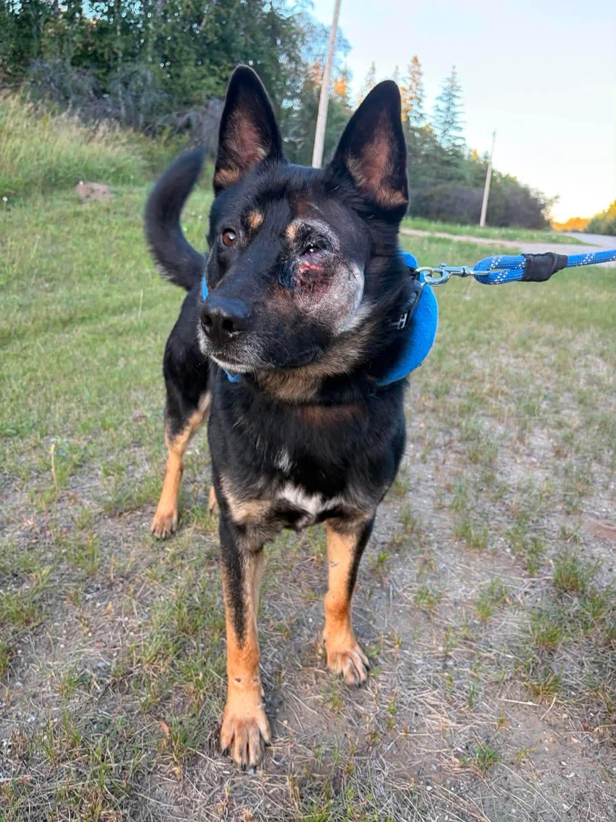 Enlarge Ducky, a Adoptable mixed breed in Edmonton, AB image 2/3