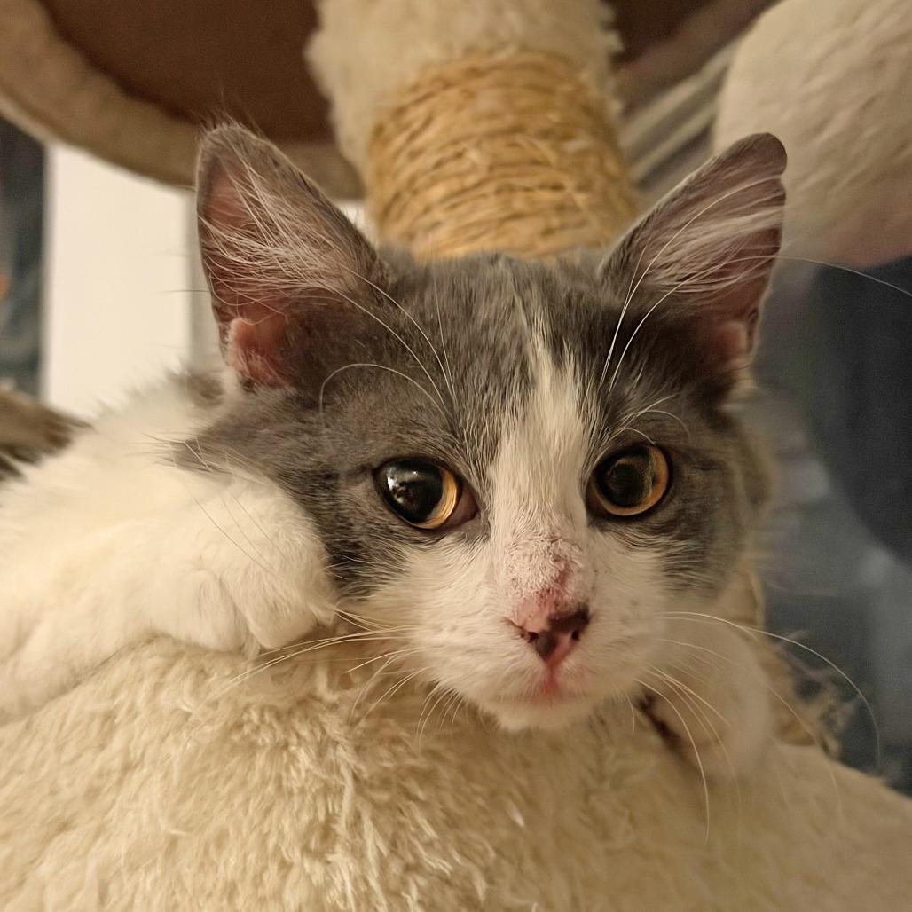 Enlarge Elvi, a Adoptable Domestic Short Hair in Wichita, KS image 2/5