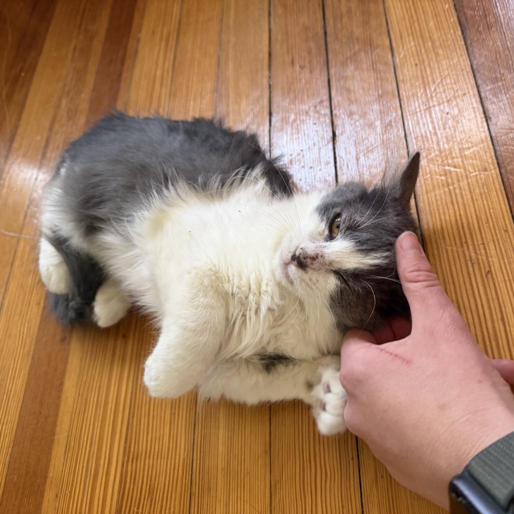 Enlarge Elvi, a Adoptable Domestic Short Hair in Wichita, KS image 4/5